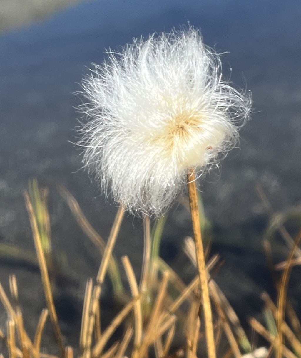 Laghi.......del TRENTINO